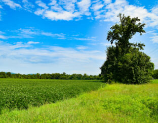 29 Acres South Land Asset