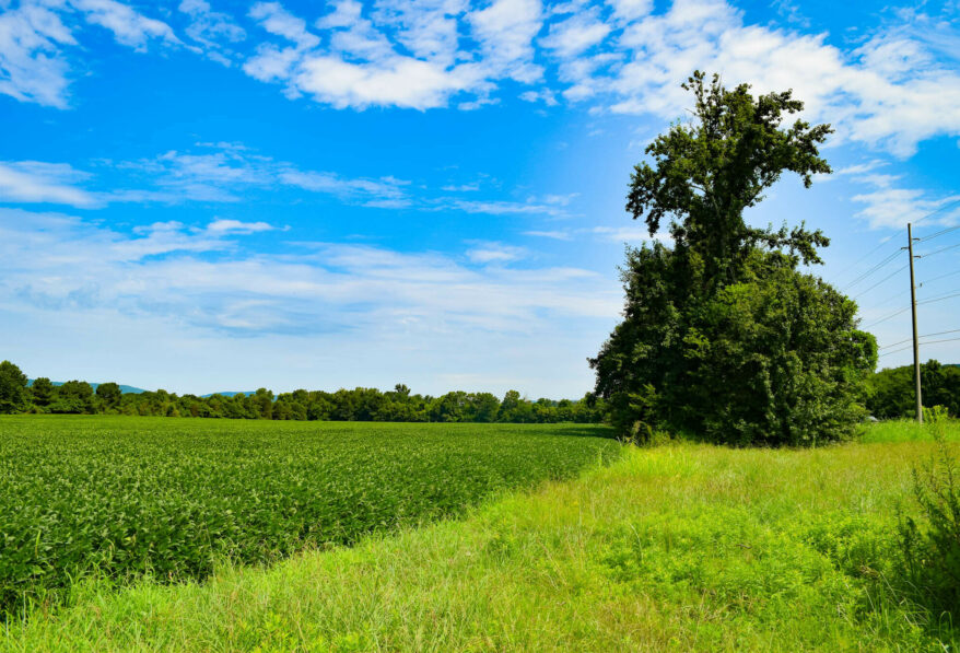 29 Acres South Land Asset